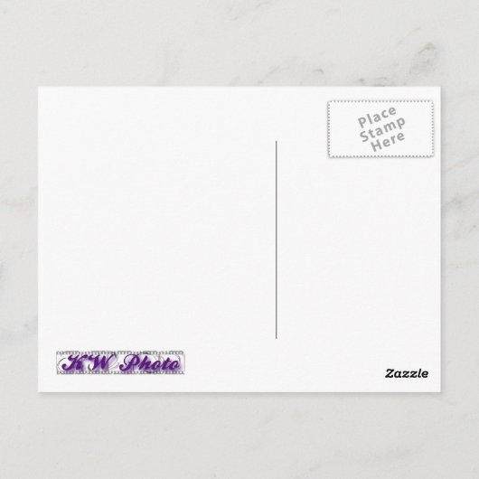 Tulp 0243 Paarse Briefkaarten (Achterkant)