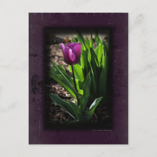Tulp 0243 Paarse Briefkaarten