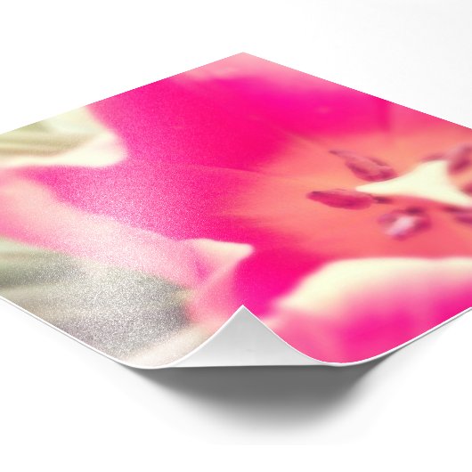 Tulp Anatomie. Foto Afdruk (Hoek)