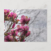 Tulp Blanzend Briefkaart (Voorkant)