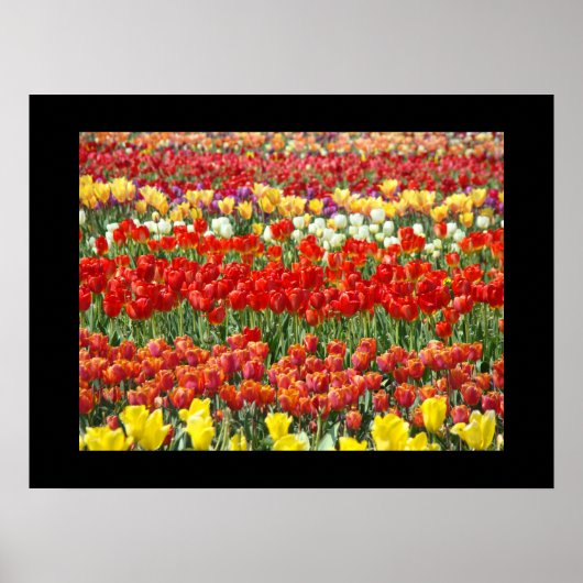Tulp Bloem Festival Schone Kunst Prints (Voorkant)