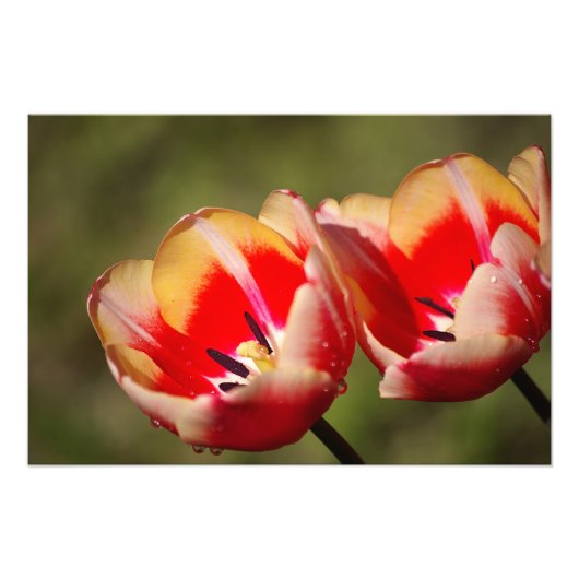 Tulp Bloem Foto Afdruk (Voorkant)