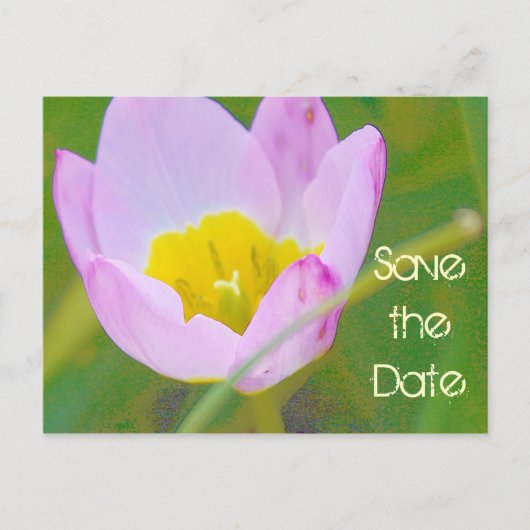 tulp bloem save the date blanco kaart (Voorkant)