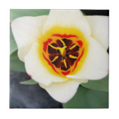 Tulp bloem tegeltje (Voorkant)