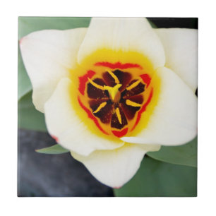 Tulp bloem tegeltje