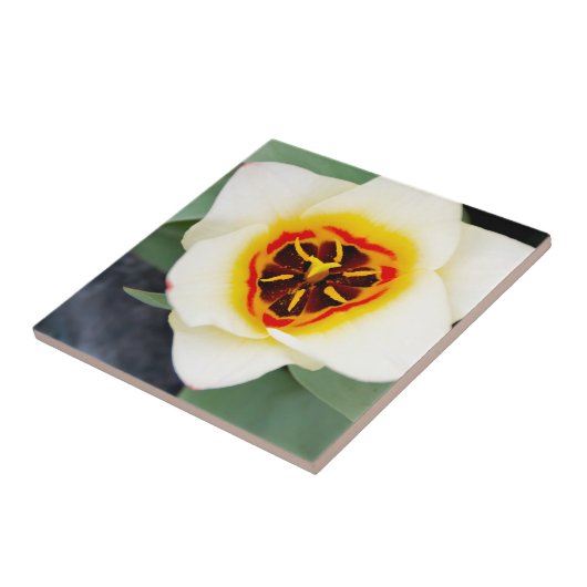 Tulp bloem tegeltje (Zijkant)