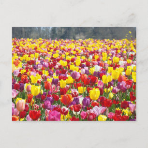 Tulp Bloemen ansichtkaarten Lente Tulpen Briefkaart