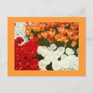 Tulp Bloemen ansichtkaarten Oranje Tulpen Bloemig Briefkaart
