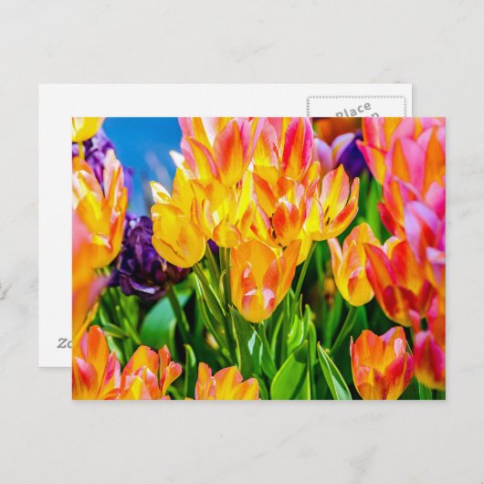 Tulp Bloemen - Bloeien Briefkaart (Voorkant / Achterkant)