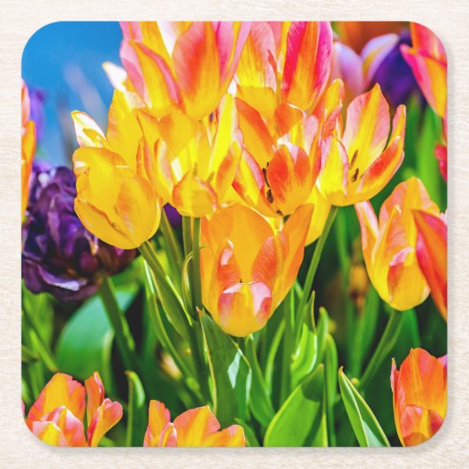 Tulp Bloemen - Bloeien Kartonnen Onderzetters (Voorkant)