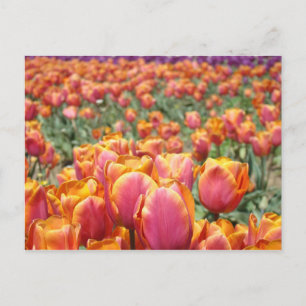 Tulp Bloemen Festival ansichtkaarten Tulpen Bloem Briefkaart
