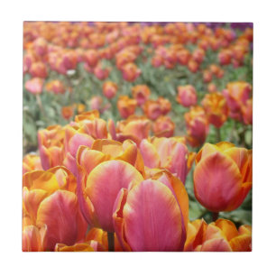 Tulp Bloemen Festival Veld Tegeltje Kunst Tulpen