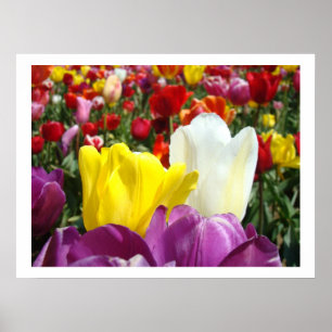 Tulp Bloemen Fijne Kunst Fotografie Tulpen Bloemst Poster