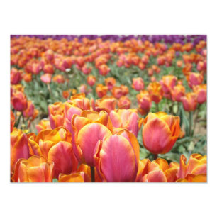 Tulp Bloemen Fotografie kunst prints Tulpen Bloems Foto Afdruk
