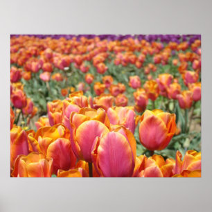 Tulp Bloemen kunst posters Roze Oranje Tulpen