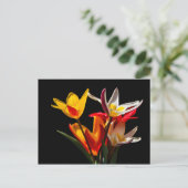 Tulp bloemen tegen zwarte achtergrond briefkaart (Staand voorkant)