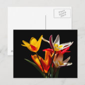 Tulp bloemen tegen zwarte achtergrond briefkaart (Voorkant / Achterkant)