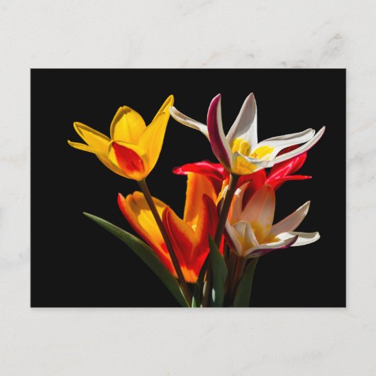 Tulp bloemen tegen zwarte achtergrond briefkaart (Voorkant)