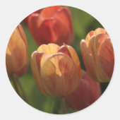 Tulp bloesems Stickers (Voorkant)