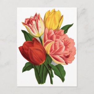 tulp bloesems  wijnstokken mooie bloemen briefkaart