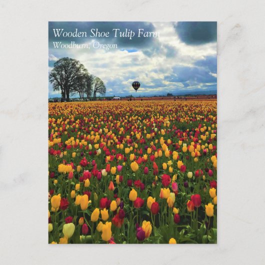 Tulp-Boerderij in het Briefkaart Oregon (Voorkant)