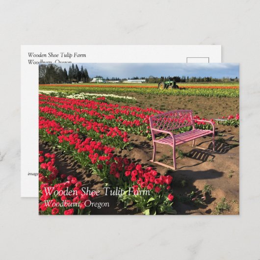 Tulp-Boerderij in het Briefkaart Oregon (Voorkant / Achterkant)