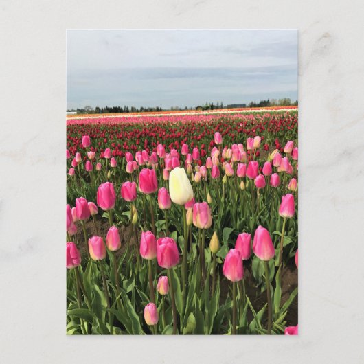 Tulp-Boerderij in Oregon Briefkaart (Voorkant)