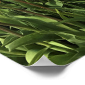 Tulp-Boerderij in Oregon Poster (Hoek)