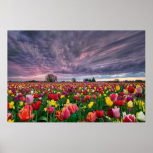 Tulp Boerderij in Woodburn Oregon Spring Sason Pos Poster
