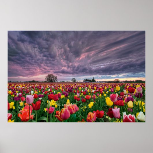 Tulp Boerderij in Woodburn Oregon Spring Sason Pos Poster (Voorkant)