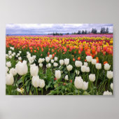 Tulp Boerderij Poster (Voorkant)