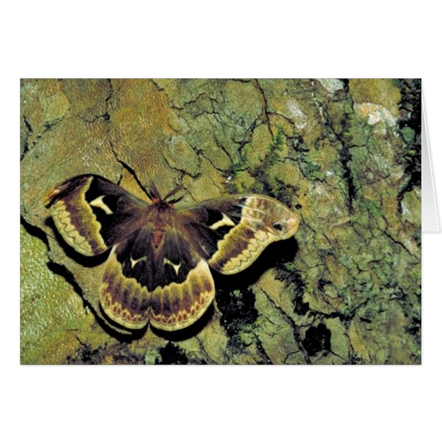 Tulp-boomragaard (Voorkant Horizontaal)