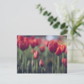 Tulp Botanisch Mooi Amsterdams Landschap Briefkaart (Staand voorkant)