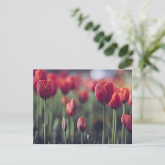 Tulp Botanisch Mooi Amsterdams Landschap Briefkaart (Staand voorkant)