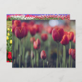 Tulp Botanisch Mooi Amsterdams Landschap Briefkaart (Voorkant / Achterkant)
