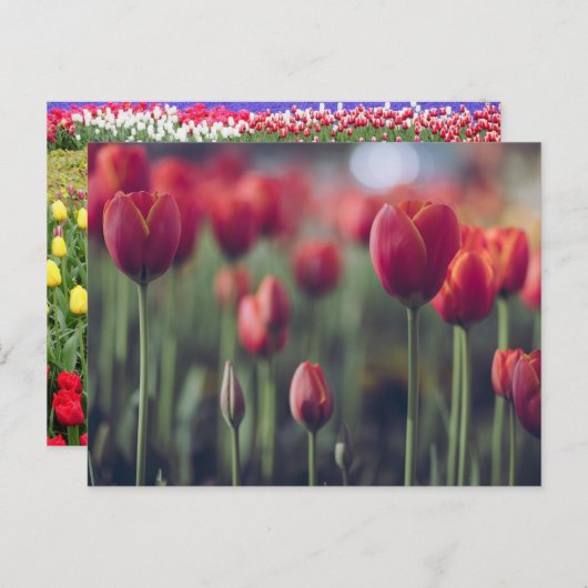 Tulp Botanisch Mooi Amsterdams Landschap Briefkaart (Voorkant / Achterkant)