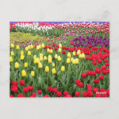 Tulp Botanisch Mooi Amsterdams Landschap Briefkaart (Achterkant)