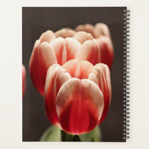 Tulp Botanisch Mooi Amsterdams Landschap Planner