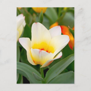 Tulp Briefkaart