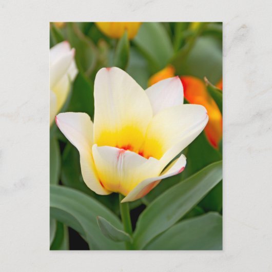 Tulp Briefkaart (Voorkant)