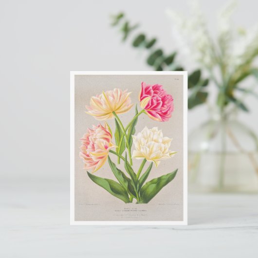 tulp Briefkaart (Staand voorkant)