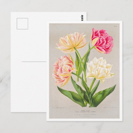 tulp Briefkaart (Voorkant / Achterkant)