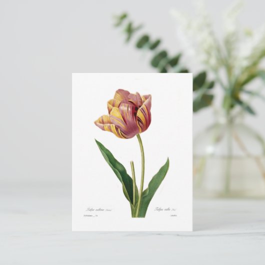 Tulp Briefkaart (Staand voorkant)