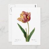 Tulp Briefkaart (Voorkant / Achterkant)