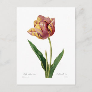 Tulp Briefkaart
