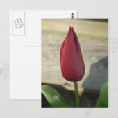 Tulp Briefkaart (Voorkant / Achterkant)