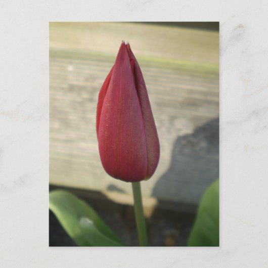Tulp Briefkaart (Voorkant)