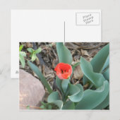 Tulp Briefkaart (Voorkant / Achterkant)