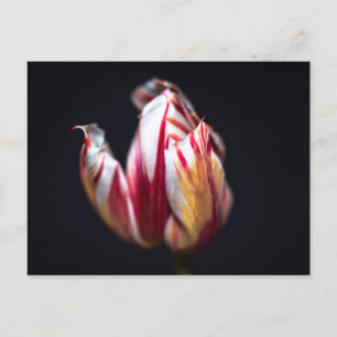 Tulp Briefkaart