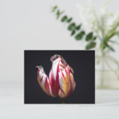 Tulp Briefkaart (Staand voorkant)
